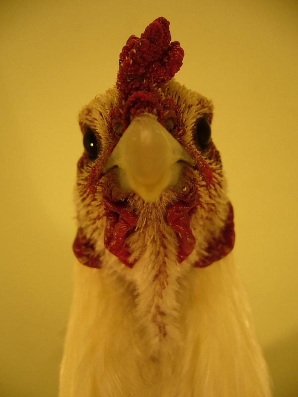 Munster 2009 317.jpg - Lüttiger Zwergkämpfer weiss von Udo Felgenhauer